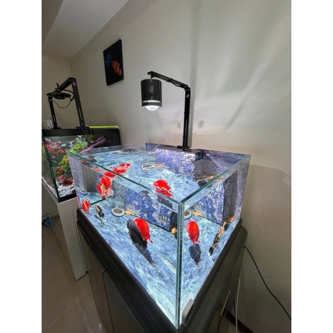 Đèn Lon Cá Vàng, Cá Chép Super Color Pro | Màu cá cực đẹp | Có APP tăng giảm sáng, hẹn giờ (không chỉnh màu)