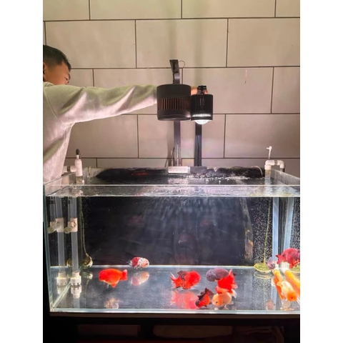 Đèn Lon Cá Vàng, Cá Chép Super Color Pro | Màu cá cực đẹp | Có APP tăng giảm sáng, hẹn giờ (không chỉnh màu)