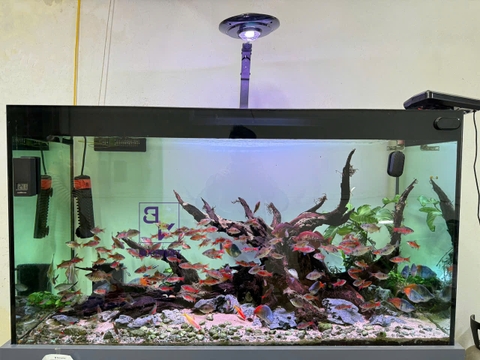 Đèn LED UFO Hyper – Điều Chỉnh Màu Qua App, Chiếu Sáng Bể Cá Cảnh Giúp Cá Lên Màu Đẹp, Nịnh Màu Tự Nhiên