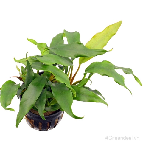Anubias Minima (APC-C)