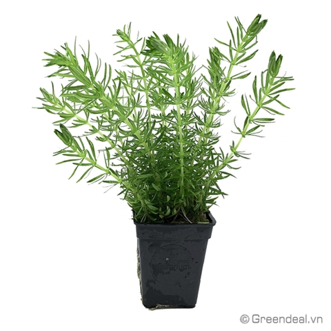 Hydrotriche Hottoniiflora (TM)