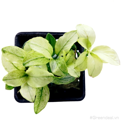 Anubias barteri var. nana 