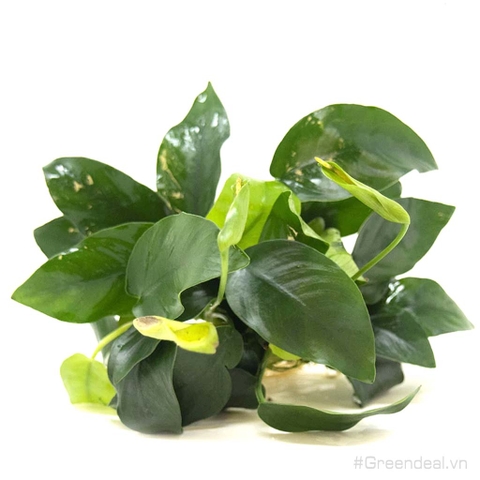 Anubias barteri var. nana (APC China)