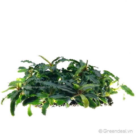 Bucephalandra .sp Thủy Mộc lá dài (Giá thể Napad)