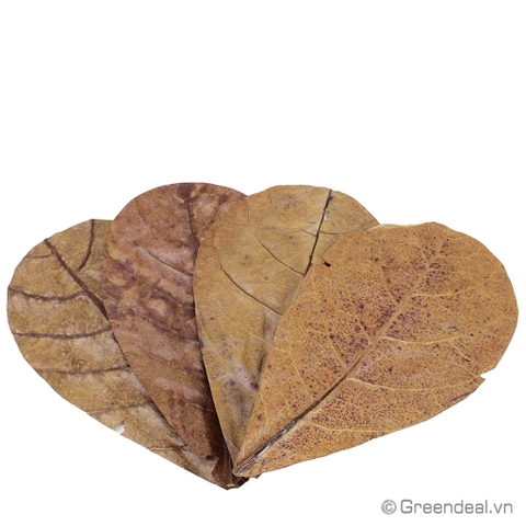 SEACHEM - Catappa Leaves Md