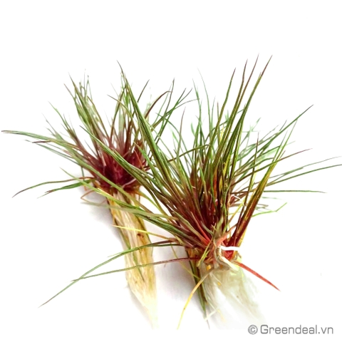 Centrolepis Drummondiana (RN)