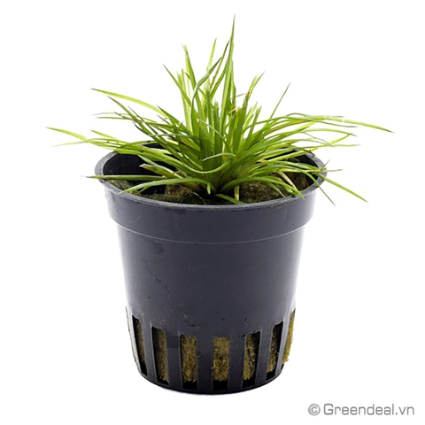 Eriocaulon Cinereum (RN)