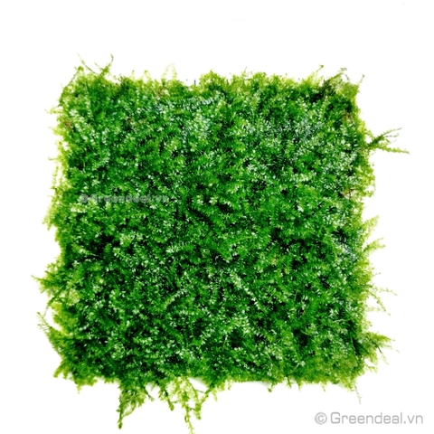 Mini Taiwan Moss - Isopterygium sp. 