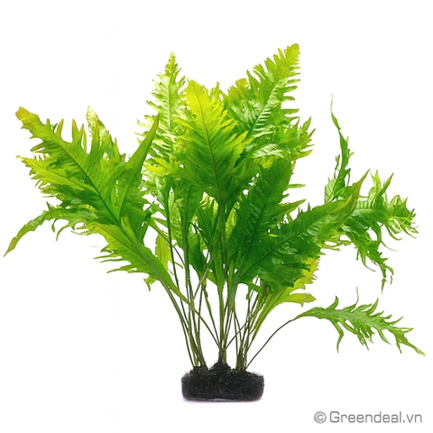 Microsorum Pteropus 