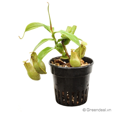 Nepenthes Gracilis 