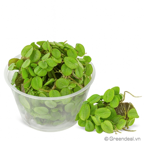 Salvinia Cucullata (RN)