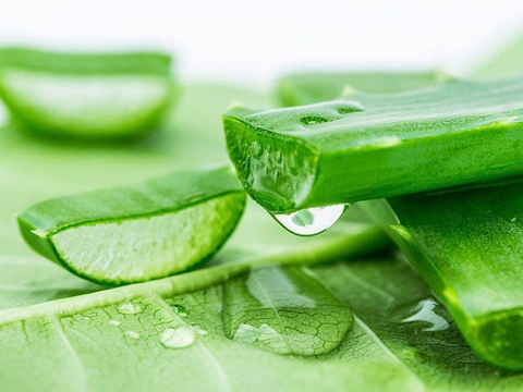 Cập nhật giải pháp làm đẹp bằng nha đam hiệu quả