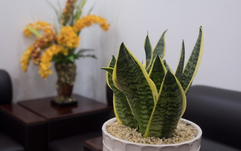 Tuổi Nhâm Tuất năm 1982 hợp cây gì?