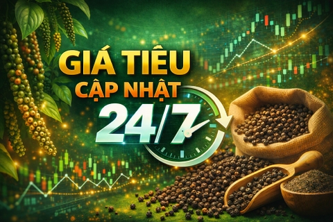 Giá tiêu cập nhật 24/7