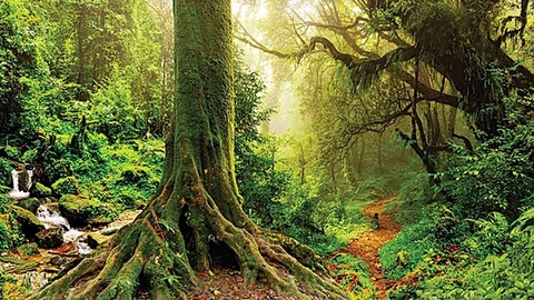 Mệnh mộc mua xe màu gì ?