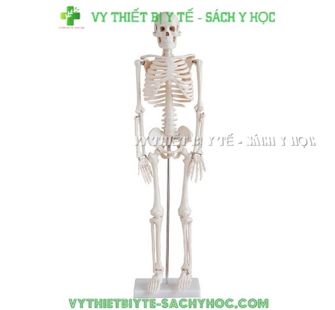 Mô hình xương người 45cm
