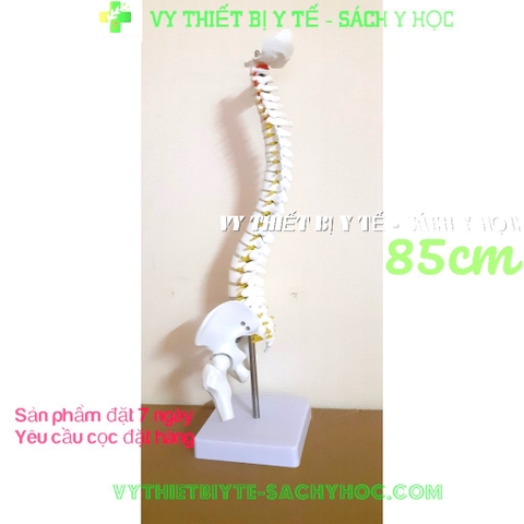 Mô hình đốt sống 85cm