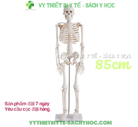 Mô hình xương người cao 85cm