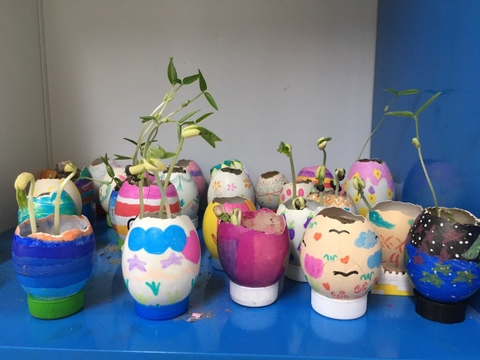 Khám phá giáo án STEM lớp 5 trồng cây trong vỏ trứng