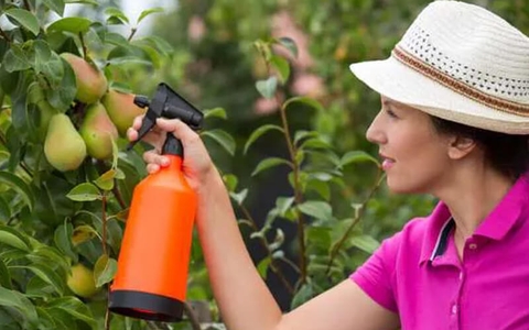 Một số kinh nghiệm khi sử dụng túi bao trái trên cây ăn quả