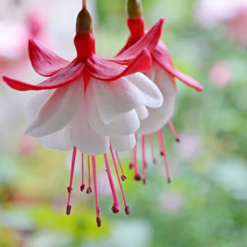 Hạt giống hoa hồng đăng