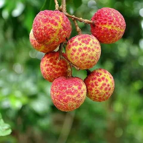 Cây vải thiều