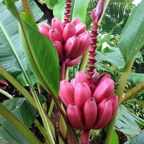 Cây chuối tây
