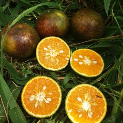 Cây cam sành