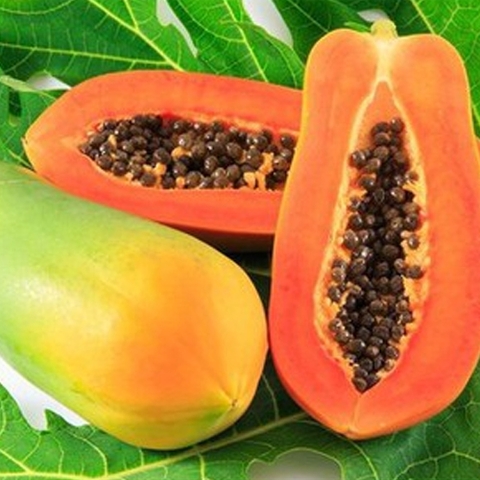 Hạt giống đu đủ ruột đỏ