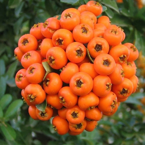 Cây hồng ngâm