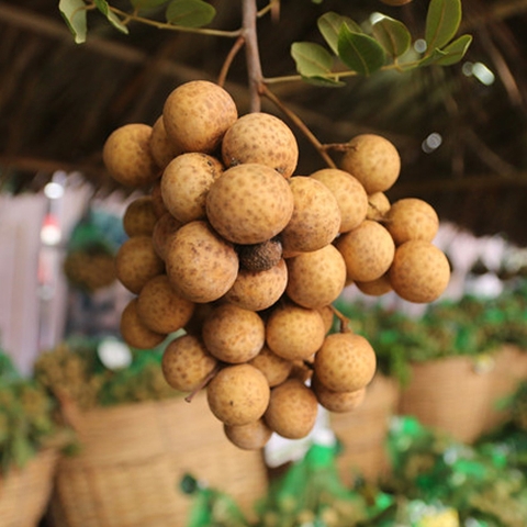 Cây nhãn lồng