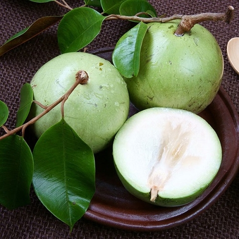 Cây vú sữa