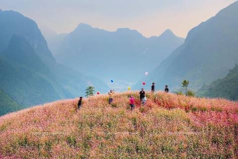 Du lịch Hà Giang mùa hoa tam giác mạch khám phá cao nguyên đá rực rỡ