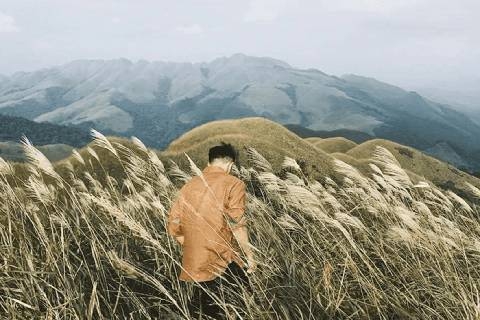 Cẩm nang du lịch Bình Liêu mùa hoa lau: Khám phá vẻ đẹp hoang sơ biên giới Quảng Ninh