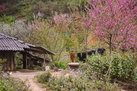 Mùa hoa đào Tà Xùa - Thiên đường hồng rực rỡ giữa biển mây Tây Bắc