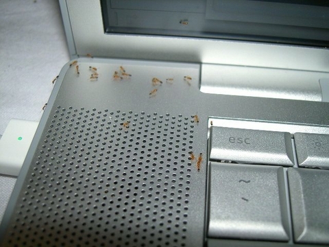 Kiến làm tổ trong laptop!  Đừng lo lắng, mẹo xử lý đơn giản ai cũng làm được