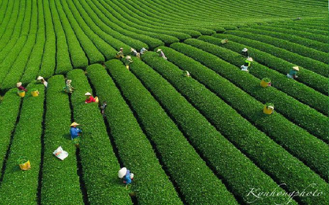 TOUR GHÉP KHÁCH LẺ : HP - MAI CHÂU - MỘC CHÂU - HP 2N1Đ