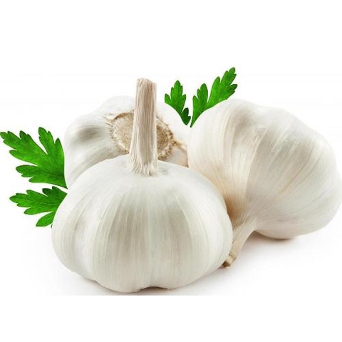 Garlic