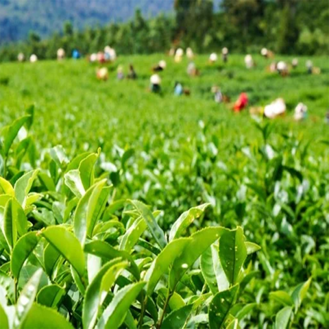 NGHỆ THUẬT UỐNG TRÀ CỦA NGƯỜI VIỆT