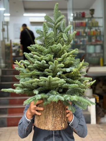 Cây thông ghép cành từ cành thông Đan Mạch (chưa trang trí)