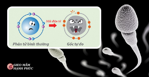 Ngải nhật – Đỗ đen: “Vệ sĩ”chống lại cuộc tấn công của các gốc tự do – nuôi dưỡng và bảo vệ tinh trùng nam giới!