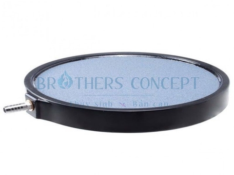 ĐĨA SỦI HỒ KOI