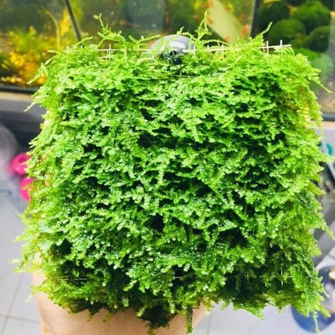 CÂY THỦY SINH - RÊU