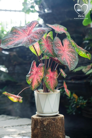 Freida Hemple Caladium