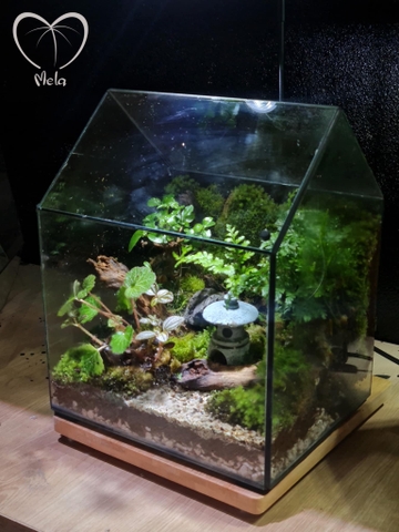 Tiểu cảnh Terrarium - 𝐍𝐠𝐨̂𝐢 𝐧𝐡𝐚̀ 𝐚𝐧 𝐧𝐡𝐢𝐞̂𝐧
