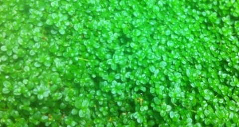 CÂY THỦY SINH - TRẢI NỀN