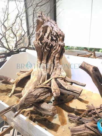 LŨA SA TÙNG CỔ THỤ NHÁNH Lũa Sa Tùng Cổ Thụ Nhánh