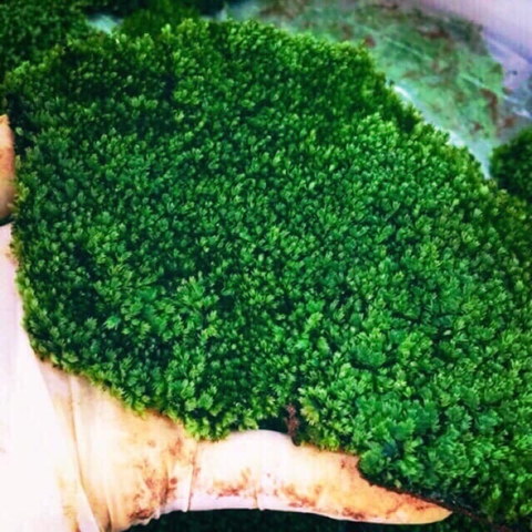 CÂY THỦY SINH - TRẢI NỀN