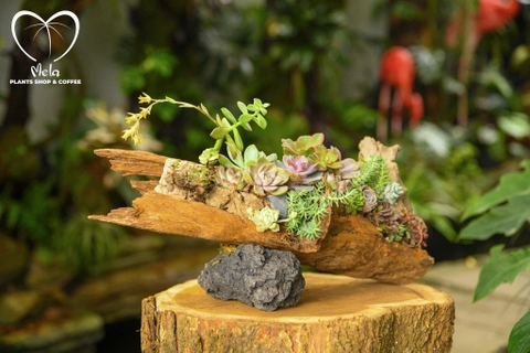 Tiểu cảnh sen đá & gỗ lũa tự nhiên
