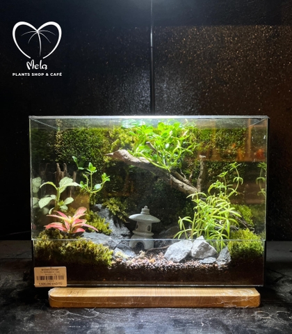 Tiểu cảnh terrarium - Green Art No 6
